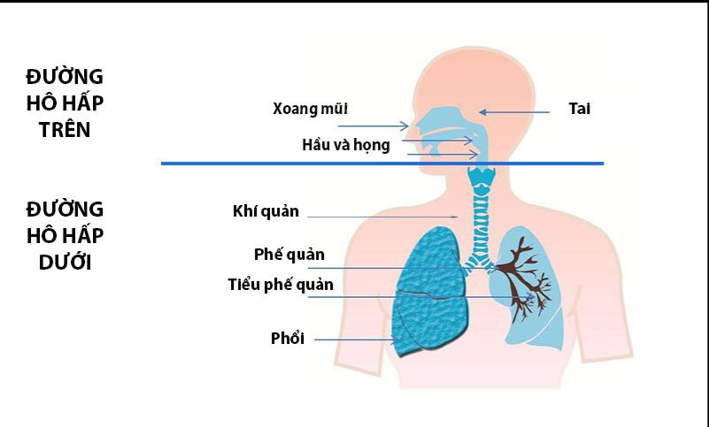 Nhiễm trùng đường hô hấp trên cấp