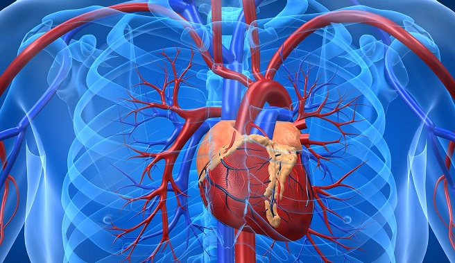 Nhịp tim đập bình thường là bao nhiêu và cách xác định nhịp tim
