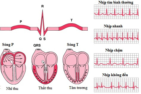 Nhịp tim đập chậm có nguy hiểm không và cách khắc phục
