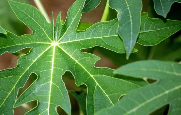  Thuốc điều trị bệnh phổi tắc nghẽn mạn tính an toàn hiệu quả
