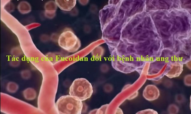 Okinawa Fucoidan có tốt không