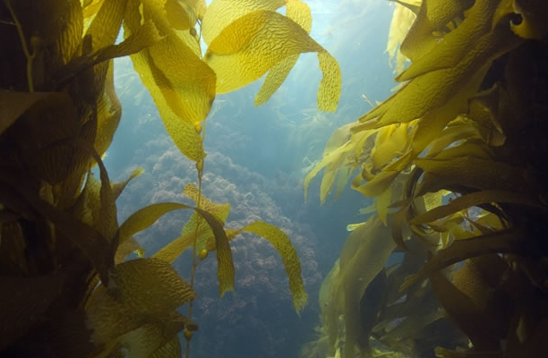 Okinawa Fucoidan có tốt không