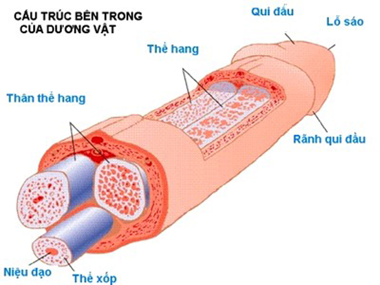 Phẫu thuật rối loạn cương dương như thế nào 