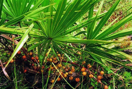 Phì đại tuyến tiền liệt uống gì tốt cho bệnh