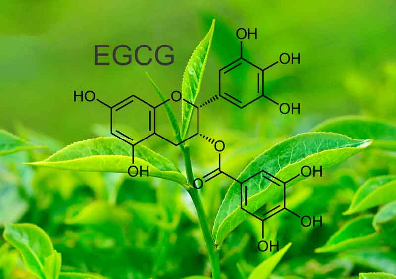 Polyphenol có tác dụng gì với sức khỏe con người