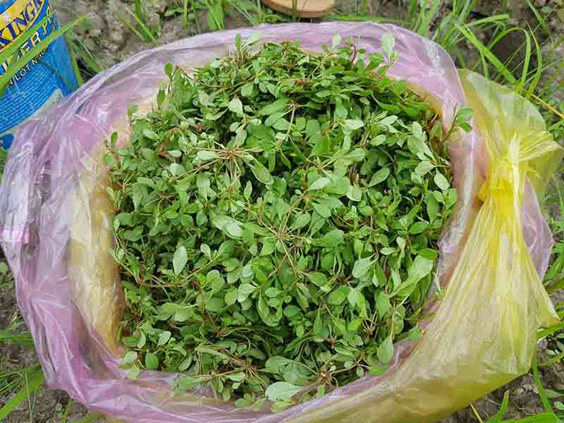 Rau đắng có tác dụng gì với sức khỏe con người