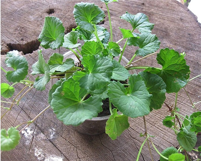 Rau Má Và Bệnh Thấp Khớp có liên quan như thế nào