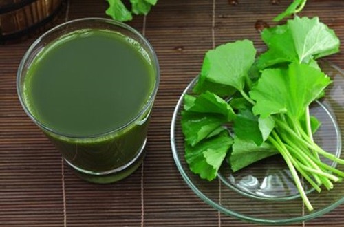 lá cây uống mát gan