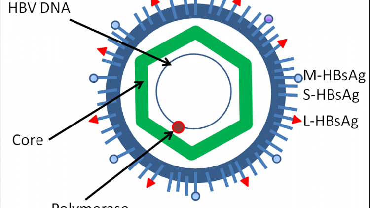 RNA tiền gen của virus viêm gan B