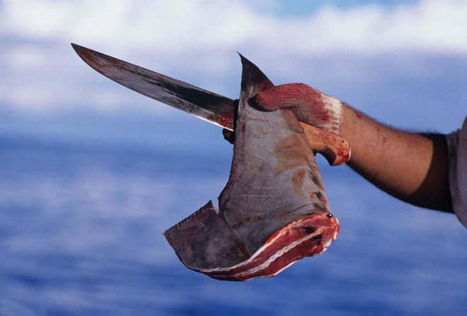 Shark cartilage 750mg của mỹ