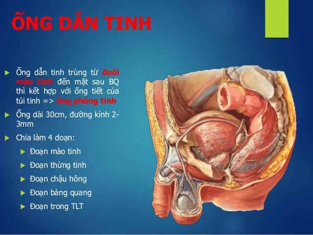 Sức khỏe sinh sản nam giới