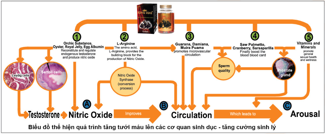 Sức khỏe sinh sản nam giới