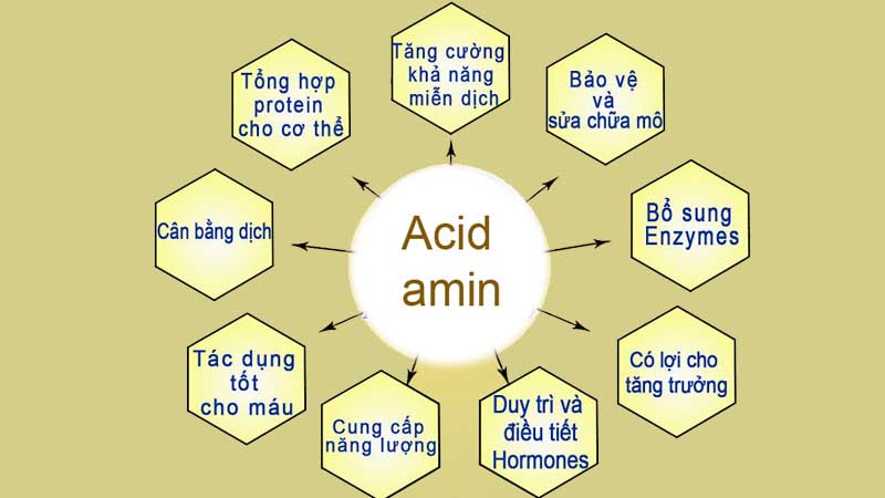 Tác dụng của axit amin với cơ thể như thế nào