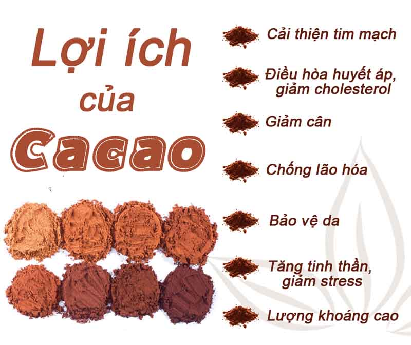 Tác dụng của cacao với sức khỏe con người như thế nào