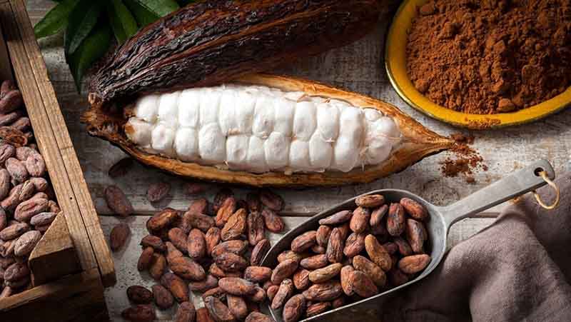 Tác dụng của cacao với sức khỏe con người như thế nào