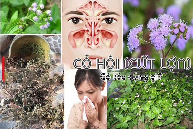 Tác dụng của cây cỏ hôi với sức khỏe như thế nào