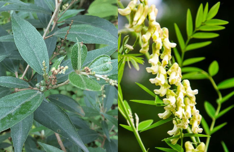 Tác dụng của cây khổ sâm với sức khỏe như thế nào