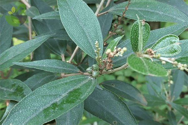 Tác dụng của cây khổ sâm với sức khỏe như thế nào