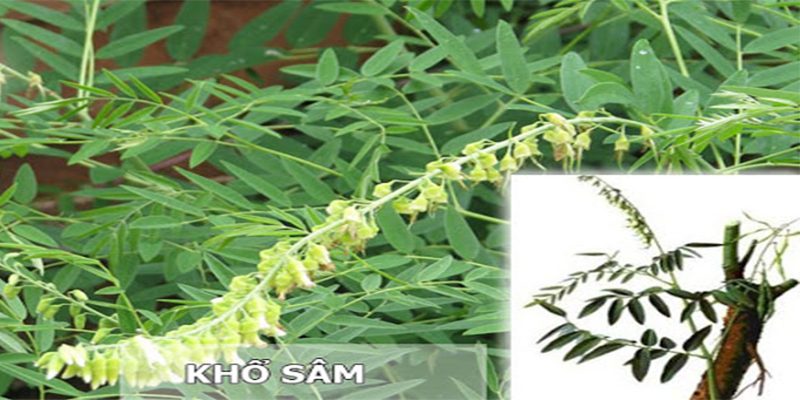 Tác dụng của cây khổ sâm với sức khỏe như thế nào