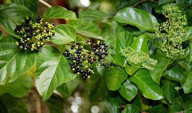Tác dụng của cây lá cách với sức khỏe con người như thế nào