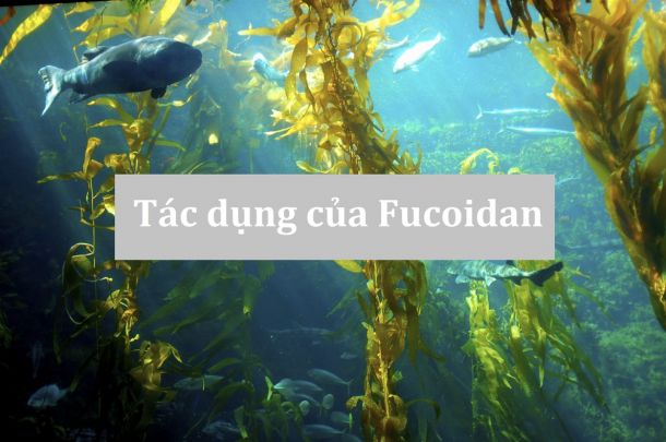 Tác dụng của Fucoidan như thế nào?