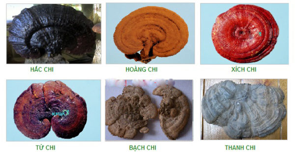 Tác dụng của nấm linh chi đỏ như thế nào