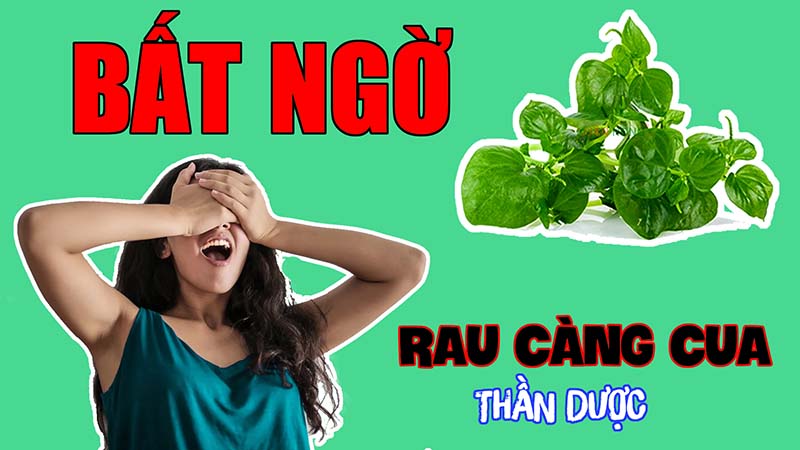 Tác dụng của ra càng cua với sức khỏe con người như thế nào