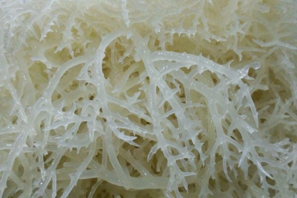 Tác dụng của rau câu với sức khỏe con người như thế nào