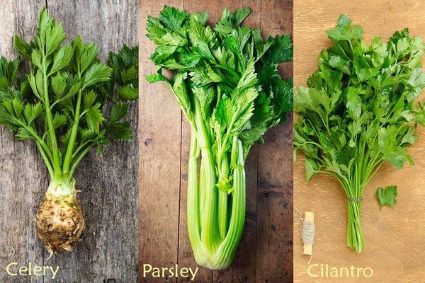 Tác dụng của rau mùi tây với sức khỏe con người như thế nào
