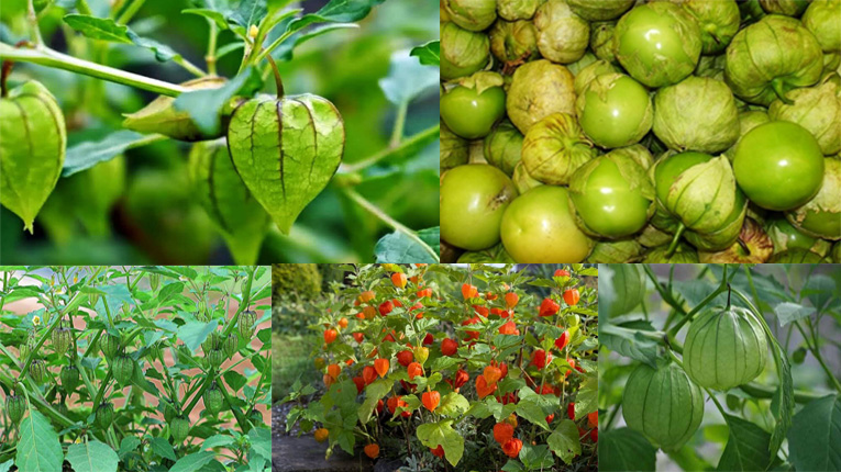 Tác dụng của rau tầm bóp với sức khỏe con người như thế nào