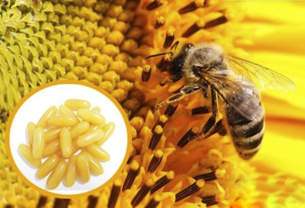 Tác dụng của sữa ong chúa dạng viên như thế nào