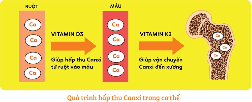 Tác dụng của vitamin k2 với sức khỏe con người như thế nào