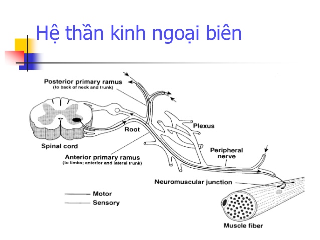 Tác dụng phụ của hóa chất điều trị ung thư