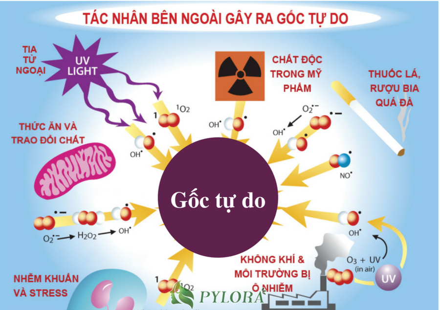 Tác hại của gốc tự do là gì