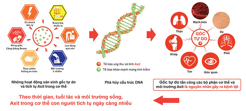 Tác hại của gốc tự do là gì