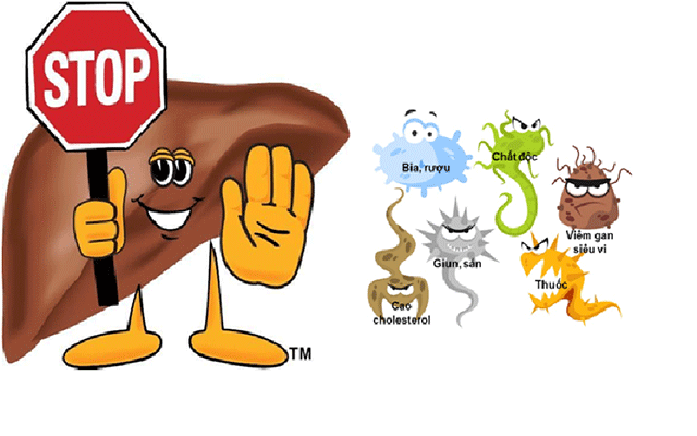 Thức ăn cho người bị gan nhiễm mỡ an toàn hiệu quả