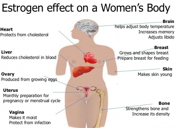 Thực phẩm chứa nhiều estrogen nhất 