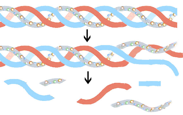 Thực phẩm chức năng collagen của Mỹ loại nào tốt