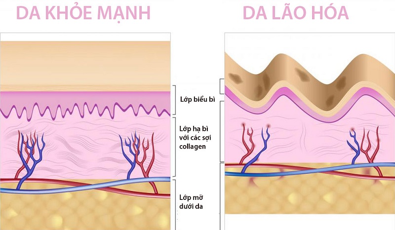 Thực phẩm chức năng collagen của Mỹ loại nào tốt