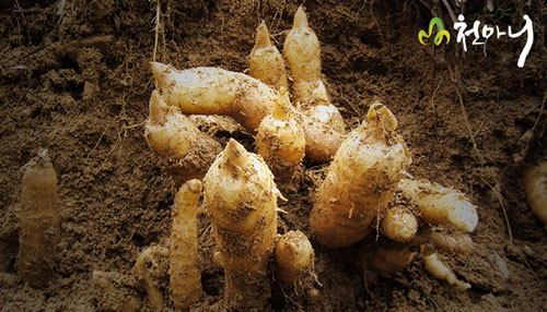 Thuốc bổ sung estrogen cho phụ nữ an toàn hiệu quả