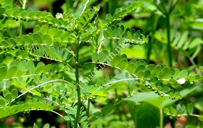 Thuốc đông y trị men gan cao 