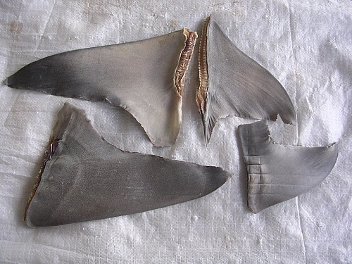 Thuốc sụn cá mập giá bao nhiêu và loại nào tốt