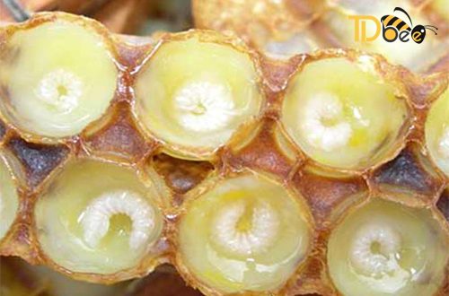 Thuốc tăng chất lượng tinh trùng và khả năng thụ thai