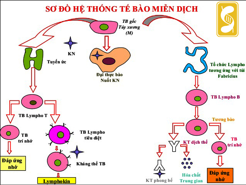 Thuốc tăng cường miễn dịch cho bệnh nhân ung thư loại nào tốt