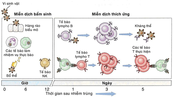 Thuốc tăng cường miễn dịch cho bệnh nhân ung thư loại nào tốt