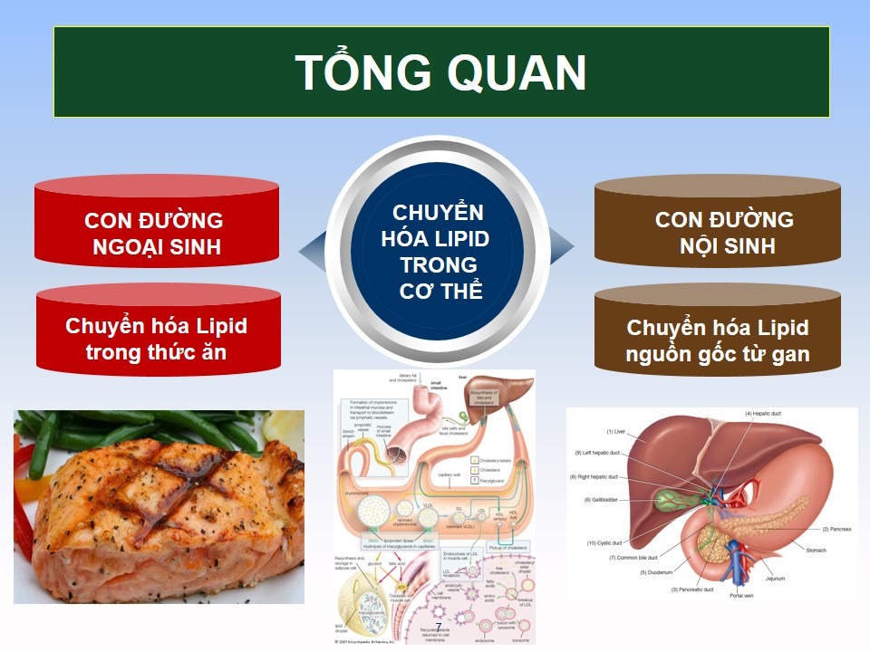 Thuốc thải độc gan tốt nhất hiện nay