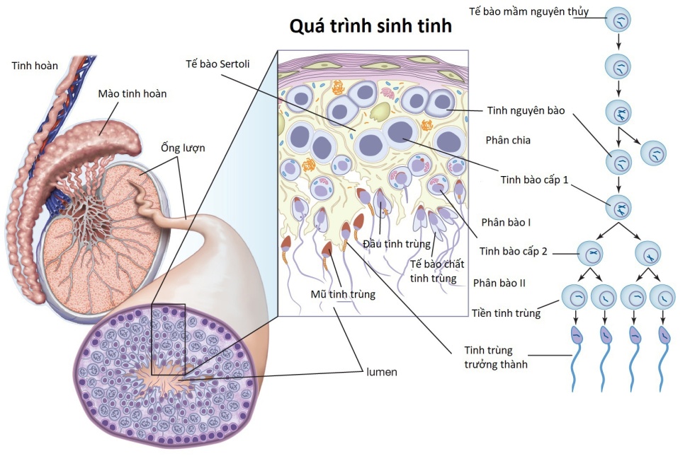 Tinh trùng sản xuất từ đâu và tái tạo lại như thế nào