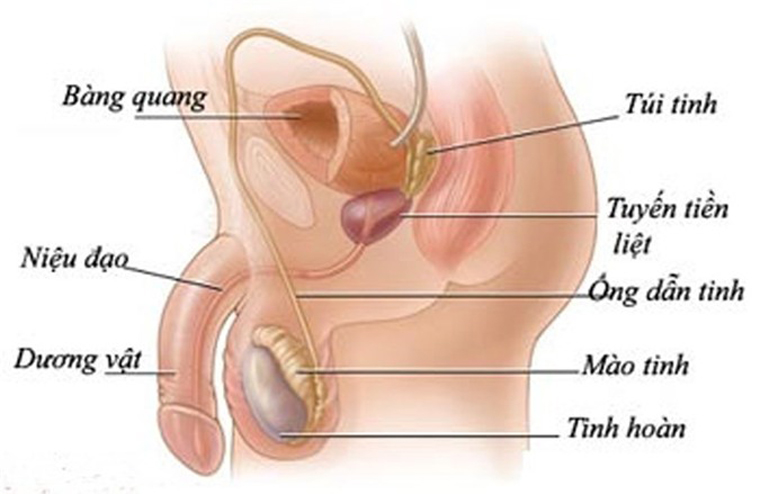 Triệu chứng của ung thư tuyến tiền liệt giai đoạn cuối như thế nào