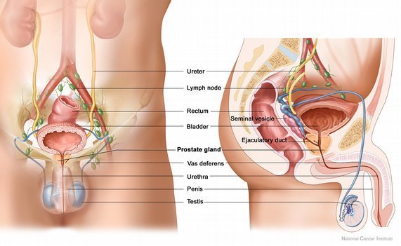 Tuyến tiền liệt có chức năng gì với nam giới