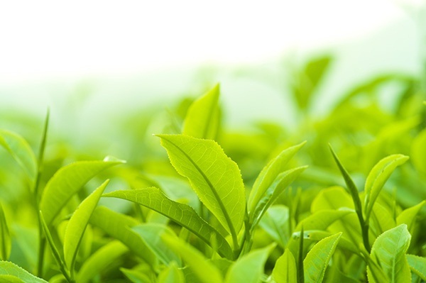 Ung thư kiêng ăn gì tốt nhất cho bệnh